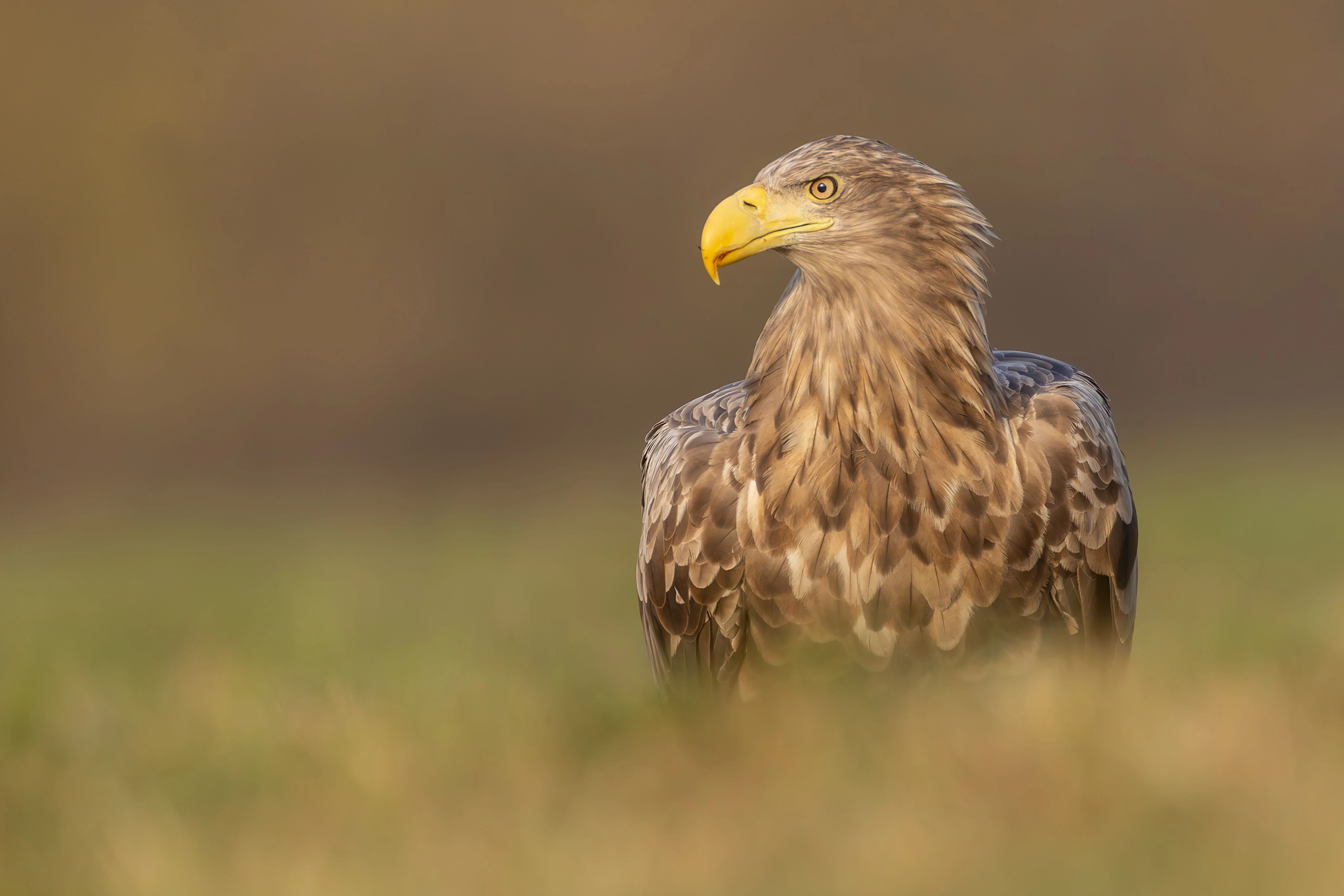 White-tailed Eagle Expedition gallery image 11
